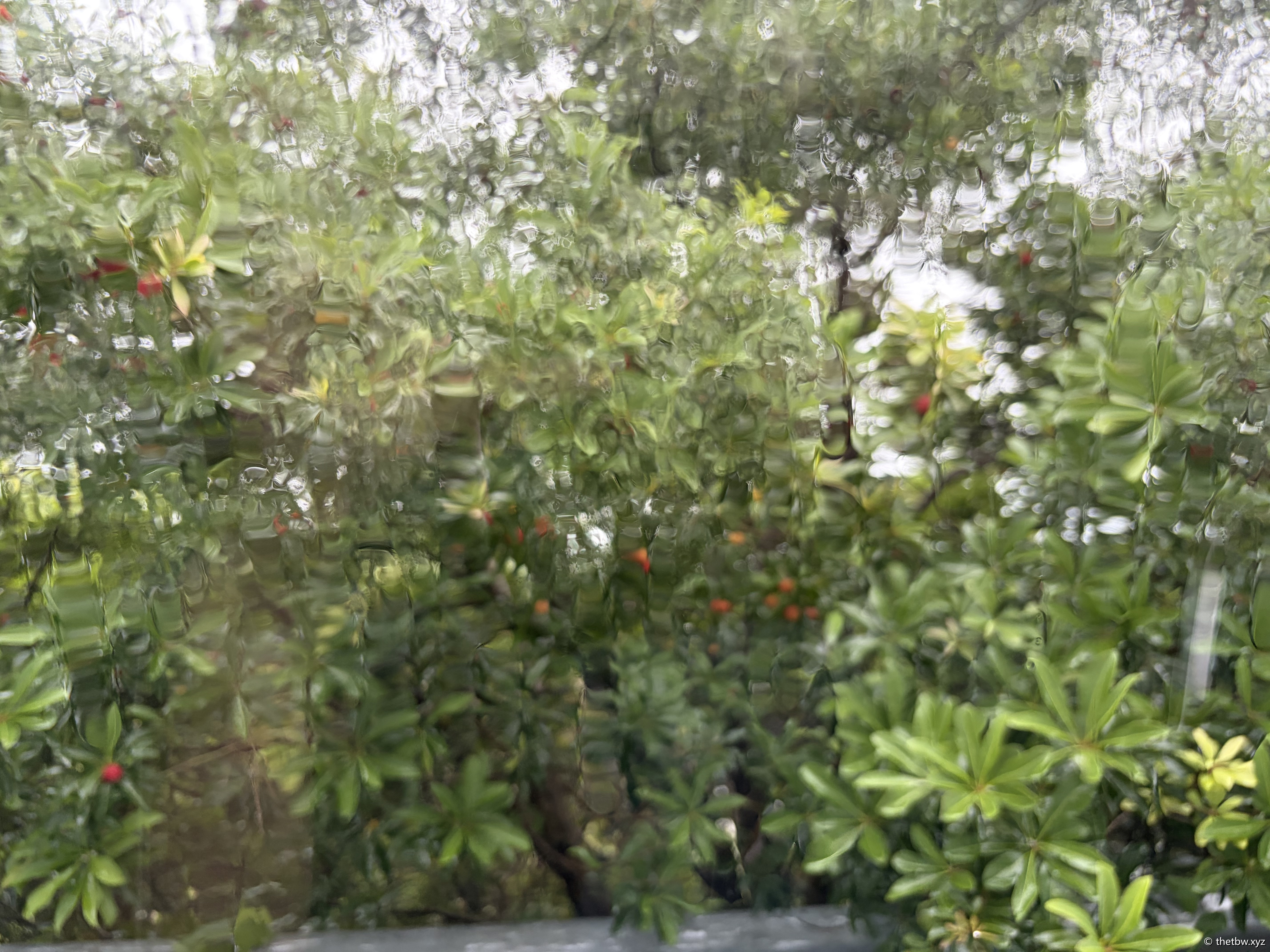 IMG_0209.jpeg